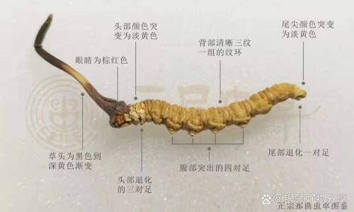 南京小学教师-妇女用药什么花的药名-专业天津格林国际幼儿园学费平台-妇女用药什么花的药名好